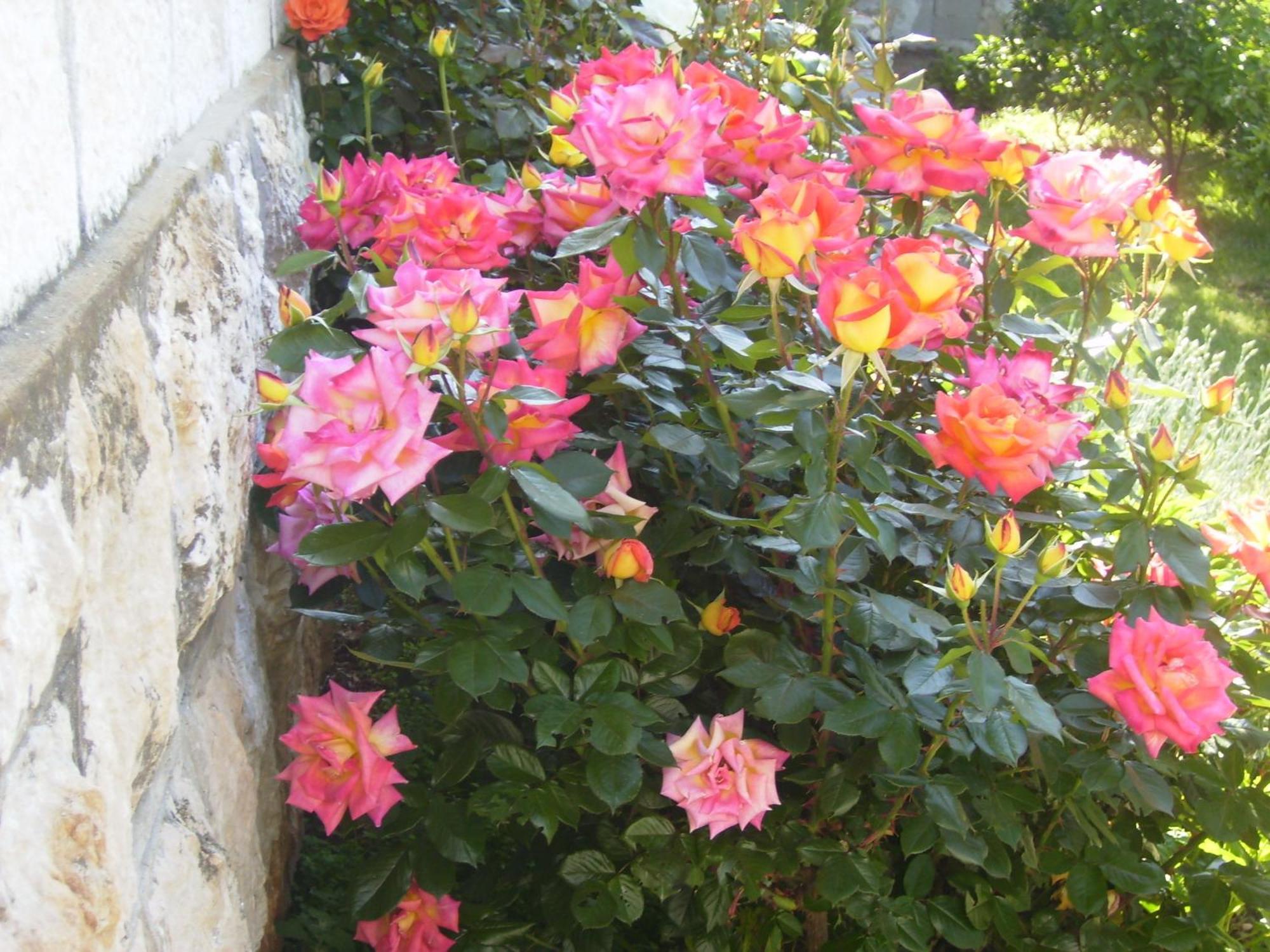 Apartment Flora Dubrovnik Exteriör bild